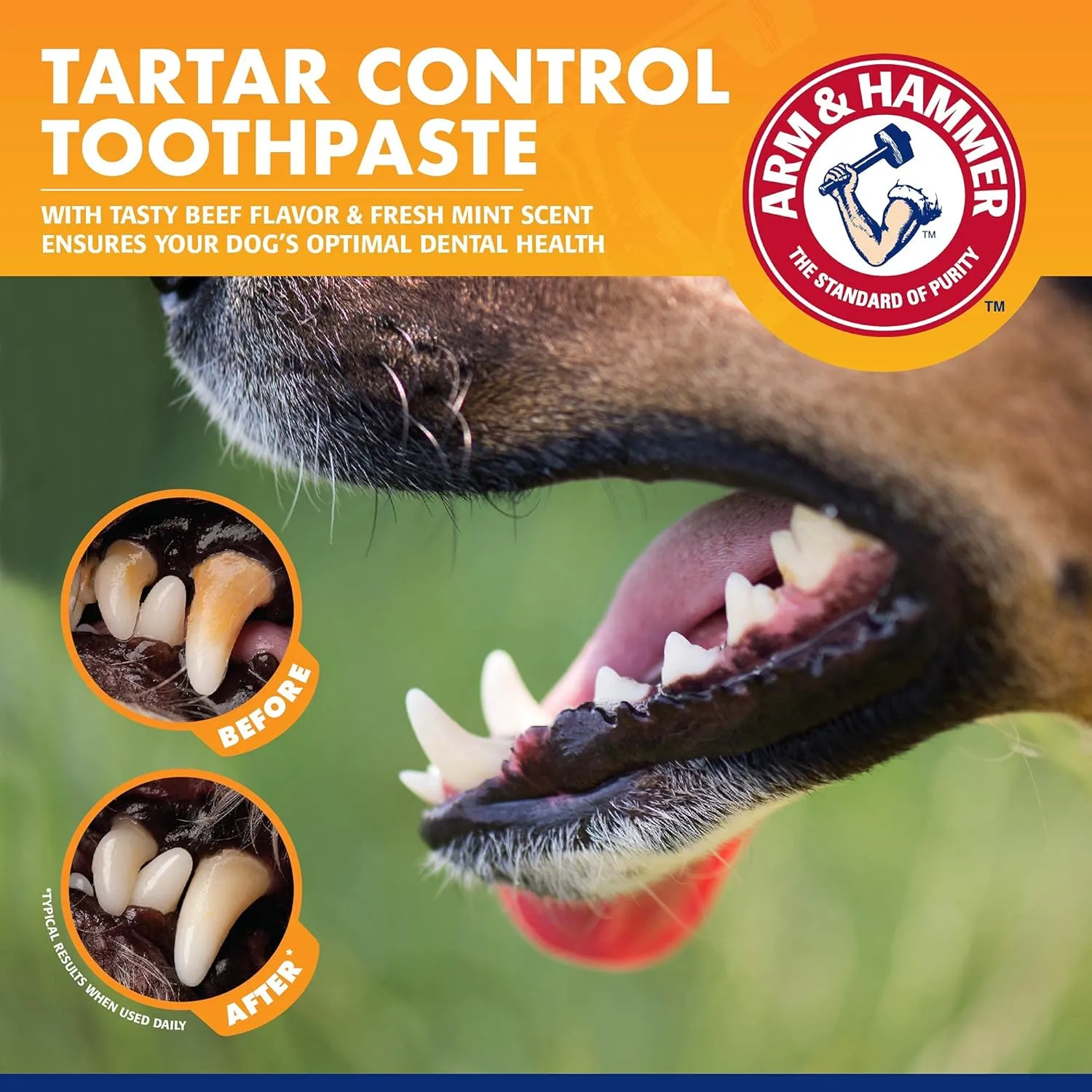 Arm & Hammer for Pets Tartar Control EZ Clean Bone & Dog Toothpaste | Dental Bone for Medium/Large Dogs (20-40 Lbs) & Tartar Control Baking Soda Enhanced Toothpaste, Beef Flavor | Dog Dental Toy