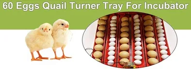 Automatic 60 Egg Incubator with LED, Temp Control   Accessories