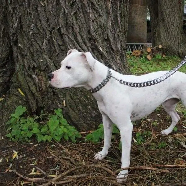 CAESAR LEASH