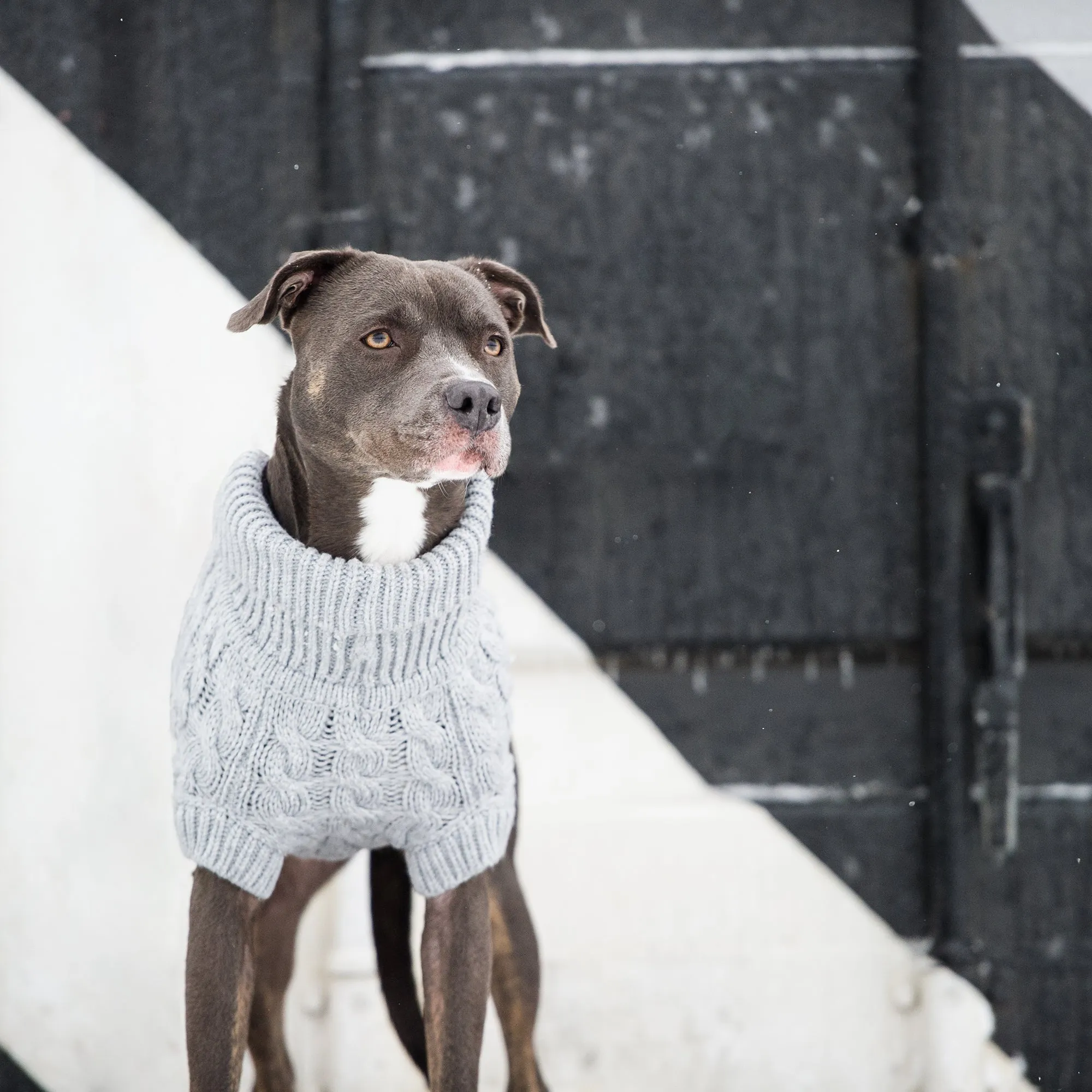 Chalet Dog Sweater Grey
