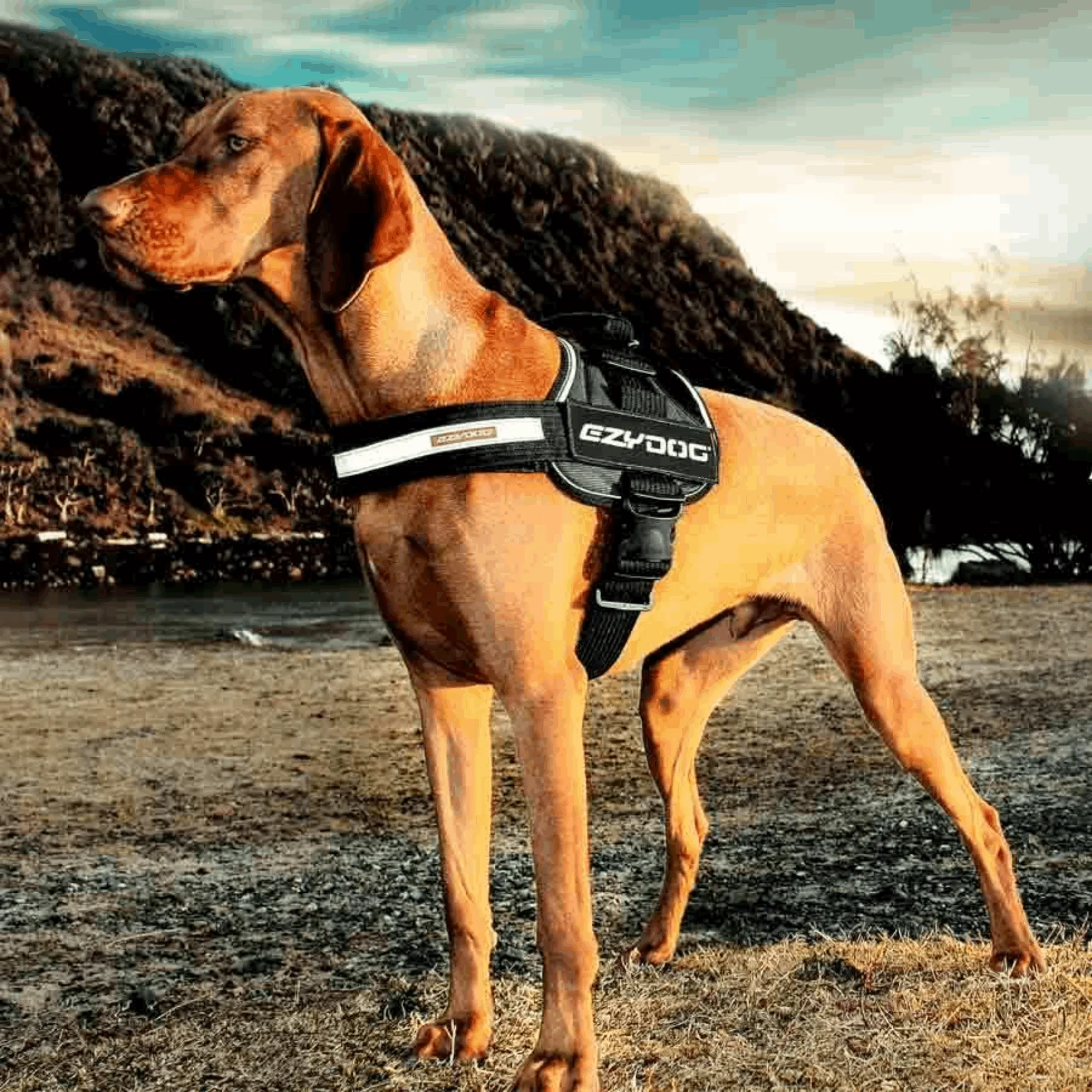 Convert Dog Harness