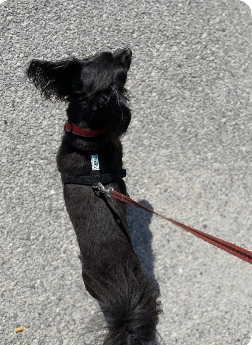Hemp Dog Harness and Leash Set - Black