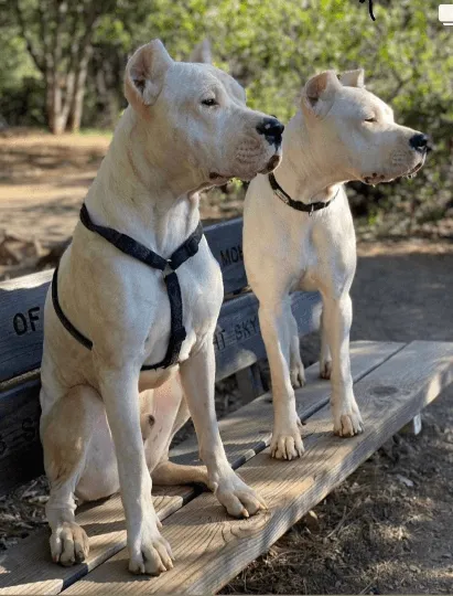 Hemp Dog Harness and Leash Set - Black