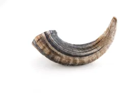 Icelandic  Lamb Horn Chew