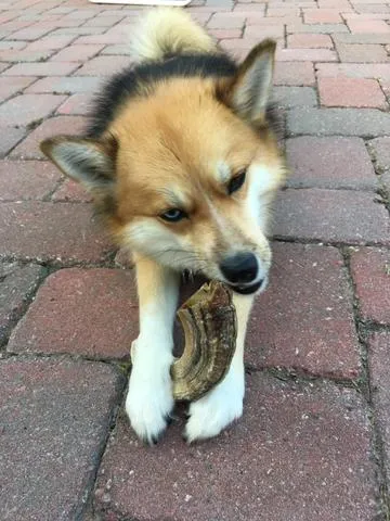 Icelandic  Lamb Horn Chew