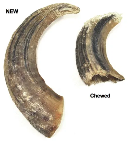 Icelandic  Lamb Horn Chew