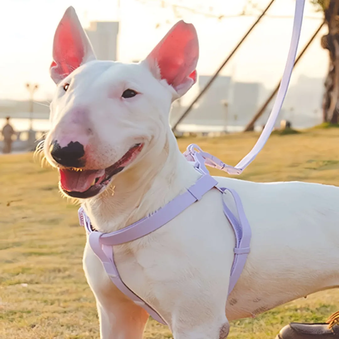 Jelly PVC Chest Back Collar Dog Lead