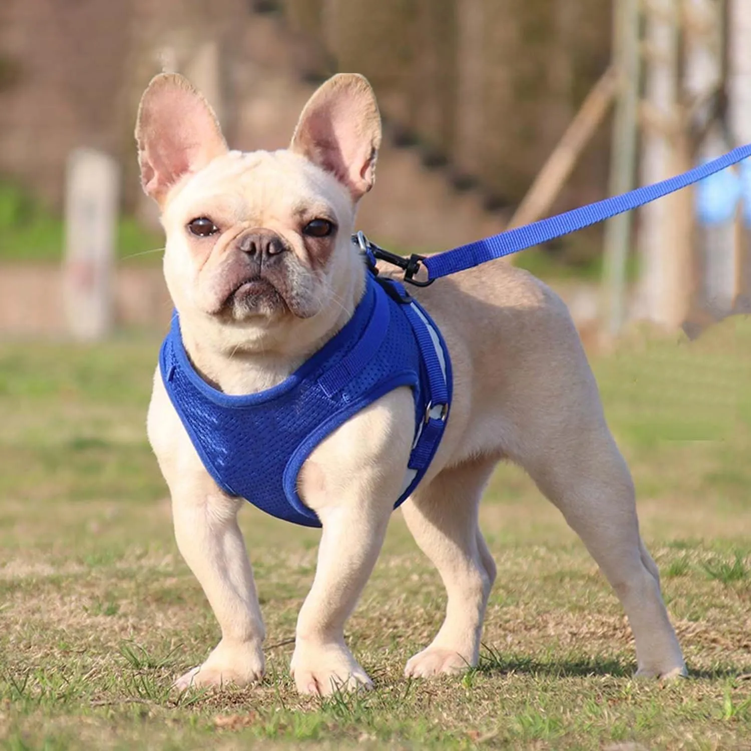 Kuber Industries Reflective Dog Harness with Adjustable Leash|Breathable Polyester Mesh Fabric |Small Size|HT-844|Comfortable No-Pull Grip|Quick Release Buckles|Easy On-Off Harness|Blue (Pack of 5)