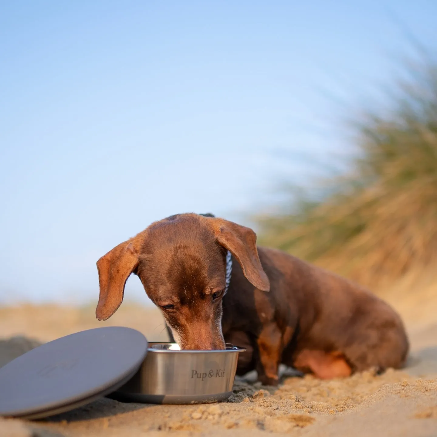 Lid-it Pet Bowl with Stay-Fresh Lid