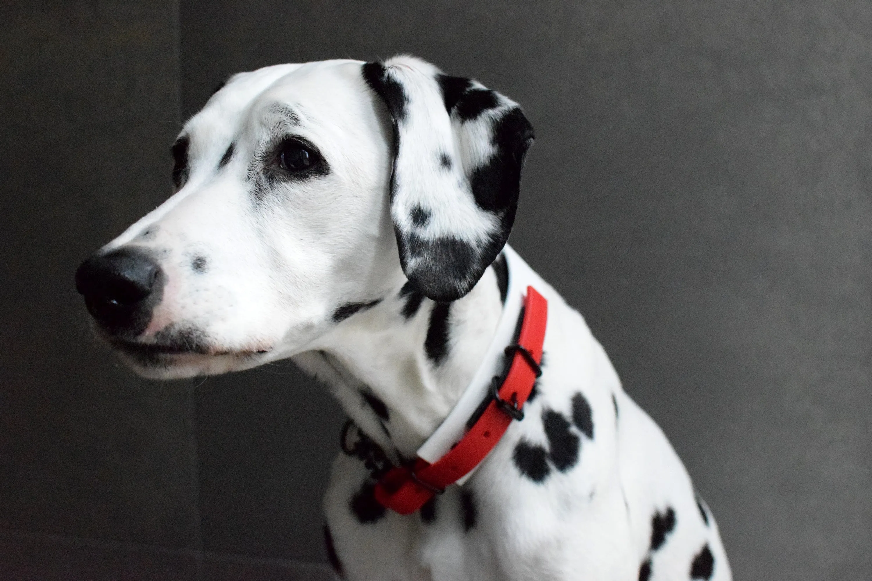 LUCI COLLECTION - White, Black & Red Biothane Martingale Dog Collar