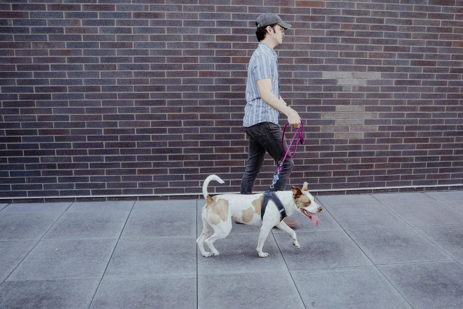 MUi Magnetic Rope Dog Leash