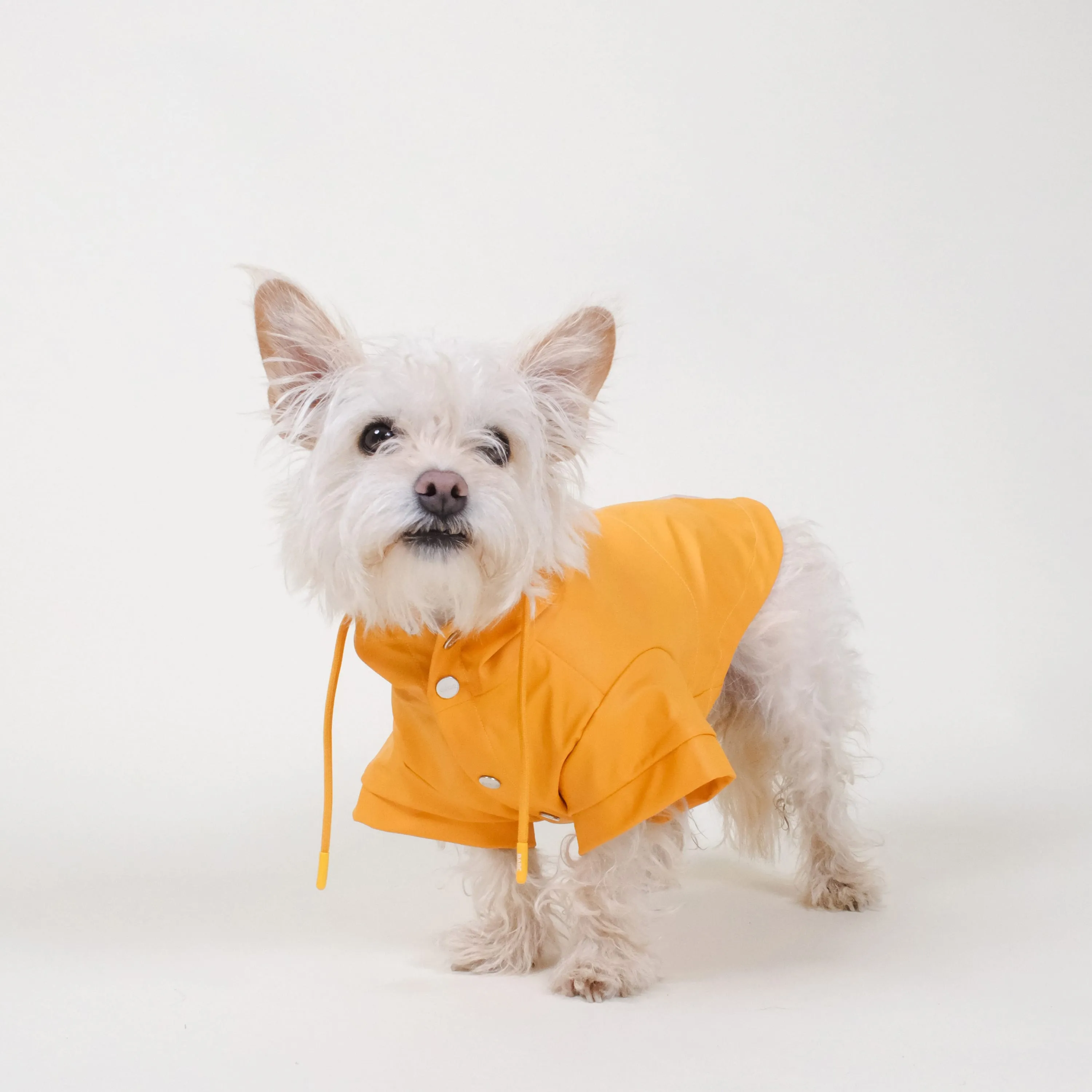 Orange Dog Raincoat