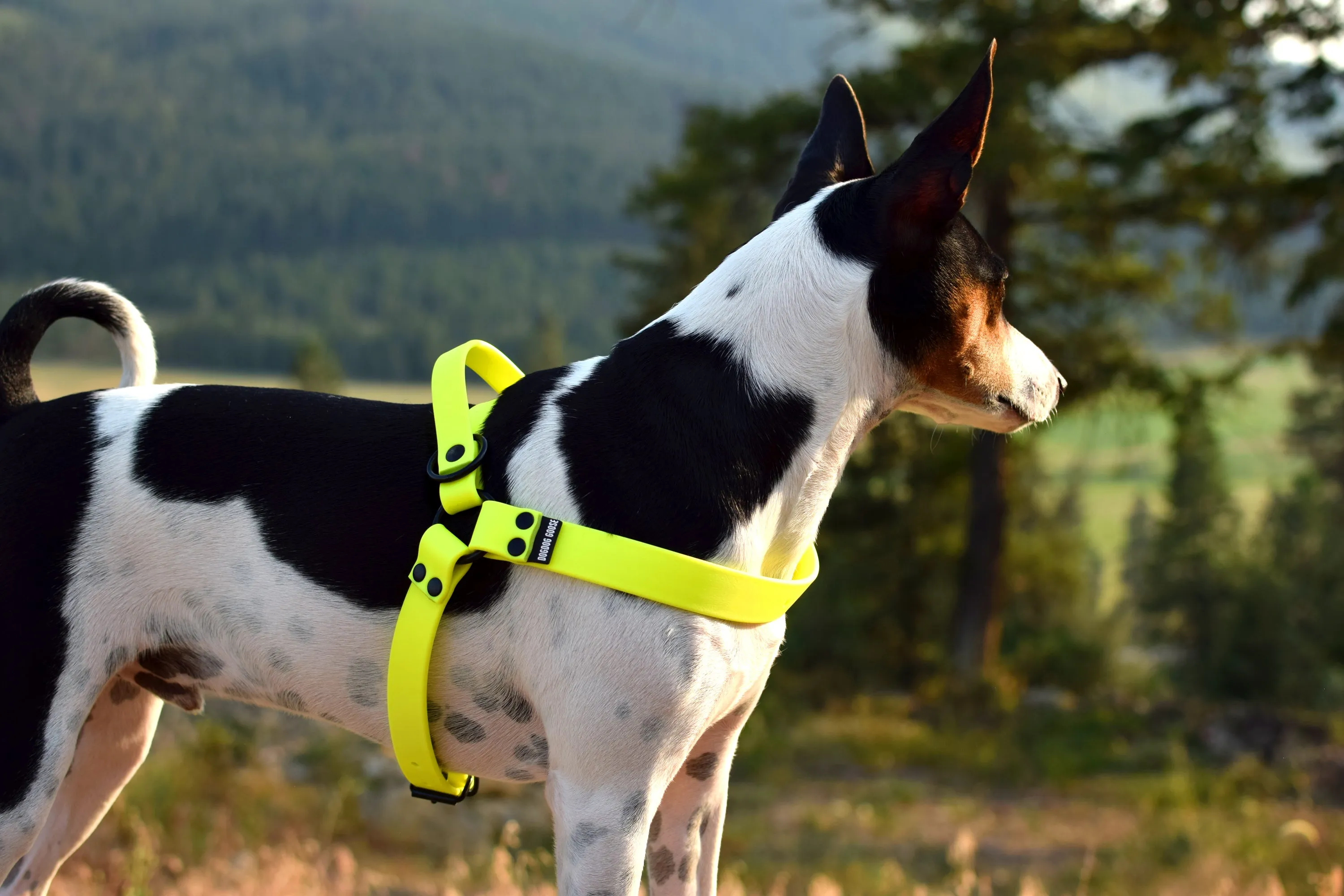 PREMADE COLLECTION - Neon Yellow Biothane Dog Harness