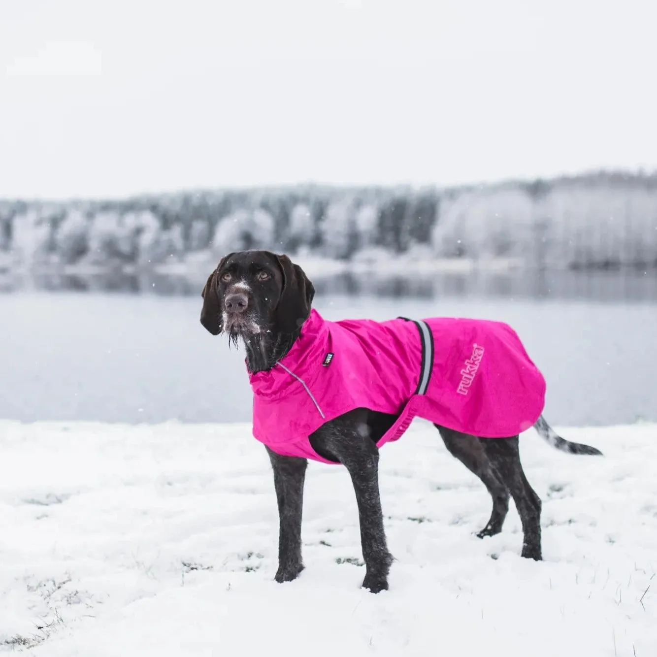 Rukka Hase Rain Jacket for Dogs