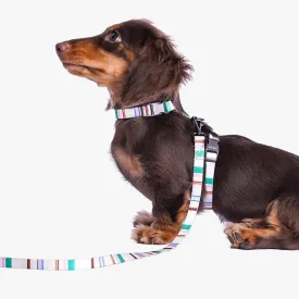 ZEZE French Pet Harness and Lead